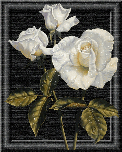 il n'y a rien de plus beau ,que la rose!!!