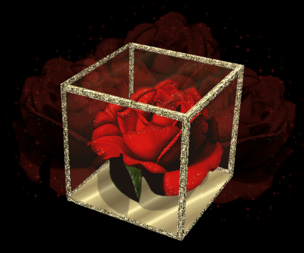 merci kokette pour cette jolie rose..et dieu sais que j'aime cette fleur..bisou
